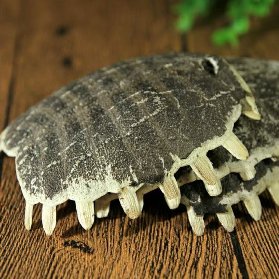 Bie Jia (Trionyx sinensis) Dried Turtle Shell Pieces — Traditional Chinese Herb, 500g in use