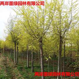 批发基地批发苗木 金叶榆树苗规格齐全 园林绿化彩叶乔木
