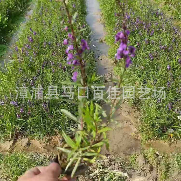 Водяная ива, водяная ива, саженцы лотоса, ParknShop Gardening, высота 20-50, водный гиацинт с плотным цветением