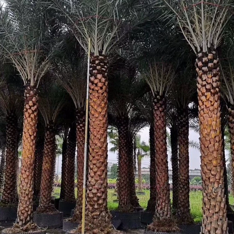 Серебряная Дата Ближний Восток Серебряная Дата ночь Дата моря лес Торн Куй однополюсный двойной столб оптовая продажа полюса высота 2-5 метров