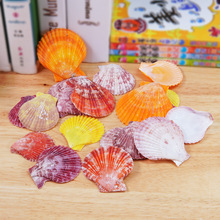 天然彩贝扇贝壳手工幼儿园学校diy装饰摆饰摄影家居水族鱼缸造景