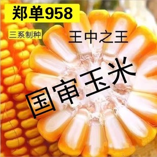 ����958���׷N�Ӈ������D����ԭ�b�ļ��߲����׷N�Ӵ�ȫ�˷N��