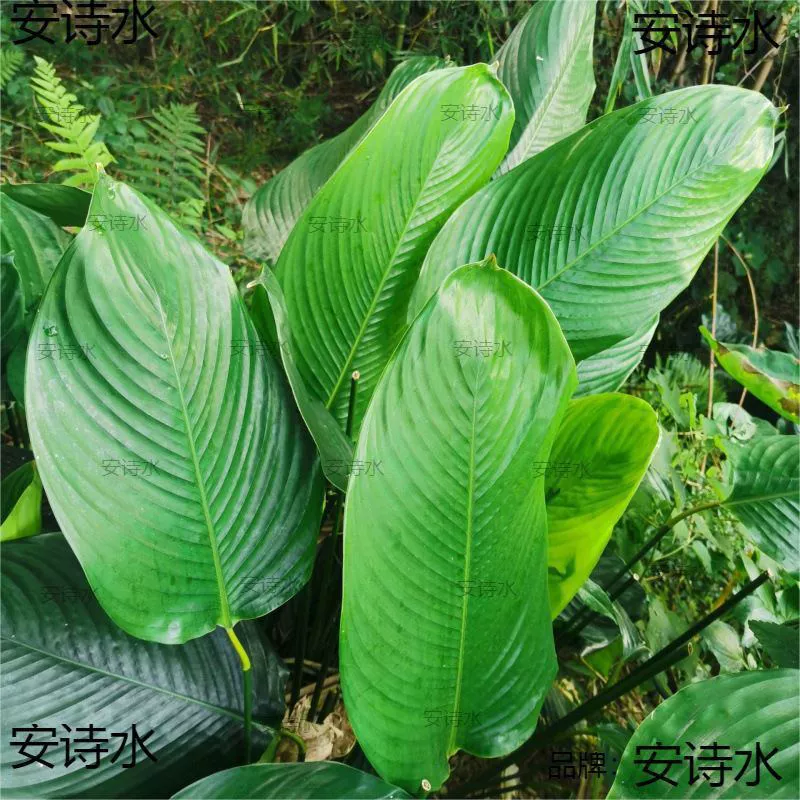Guangxi rice dumpling leaf specialty, farm-produced fresh rice dumpling leaves, fresh winter leaves, rice dumpling leaves with rope