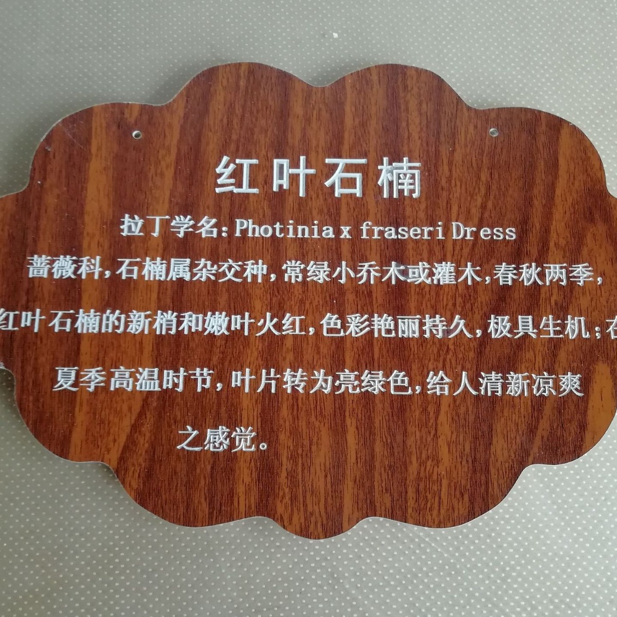 2024新款树木指示牌树木解说牌双色板雕刻树牌