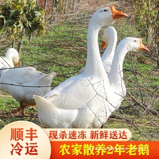 �r��ɢ�B 2�����Z���Z�����Z��ֻ�F��������r���B�Z�F偟����Z