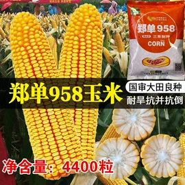 蔬菜种子;其他农业