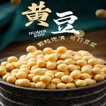 四川特产农家自种自产小黄豆做豆腐打豆浆豆干货特产散装