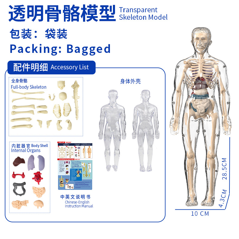 Modelo del cuerpo humano, juguetes educativos STEM para niños, modelo de anatomía humana desmontable, reconocimiento de órganos, fabricante, venta al por mayor image 22