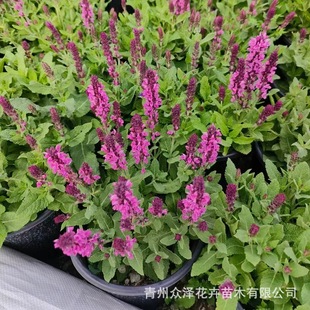 Sally Fang Sage April Night Sage Shady Sage Courtyard Greening Ornamental Flower Mirror