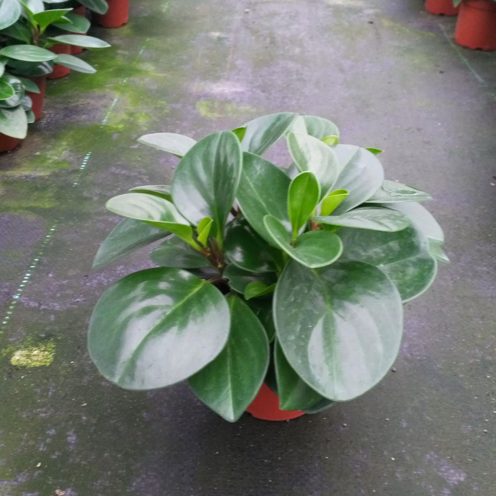 [Профессиональное качество] Оптовые комнатные мини-декоративные цветочные растения маленькие горшечные чашки A110 чернила лист яшма