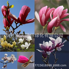 丰花玉兰 紫玉兰花树苗 庭院浓香型白玉兰红玉兰二乔玉兰四季开花
