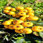 黄山楂苗基地 黄果山楂树 纯甜无酸  水果甜山楂 品种纯