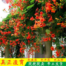 一件代发凌霄花苗攀援花卉盆栽鞭炮花炮仗花爬藤植物红爆竹花四季