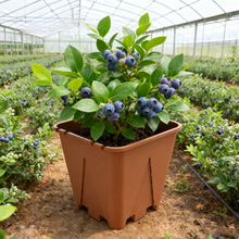 Ql{ݮ35ӺAοظQGֲܴ̖͸ϻ