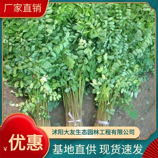 紫穗槐 紫穗槐小花卉 丛生紫穗槐 园林绿化植物 防沙固坡植物