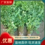 绿化植物园林丛生紫穗槐