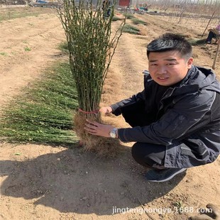 ֱ�N������ �޽ӽ����ľ �߶�50�������� ������