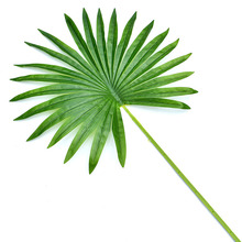 仿真大棕榈叶扇奎叶单片大绿叶子棕树叶婚庆装饰田园假婚礼大绿叶