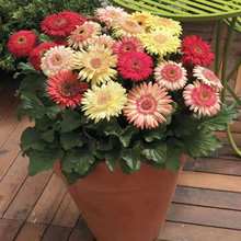 非洲菊种子一斤装四季易种易活庭院阳台盆栽耐寒景观花海花种现货