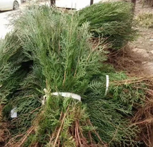 һlȰؘ Ȱؘ ɰؘ ͥԺGȰ~ ؘG