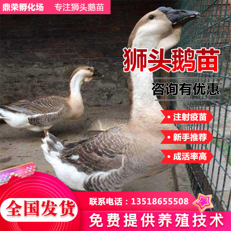 Goose Seedling hatchery Agriculture breed Goose seedling Geese and geese Affordable