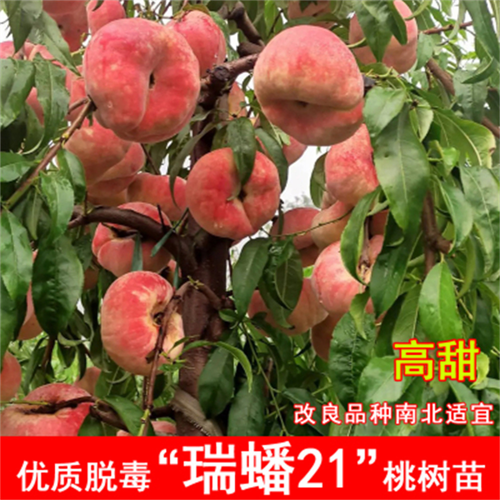 瑞蟠桃树果苖嫁接黄桃树冬桃油桃果苗南北方庭院种植当年结果桃树