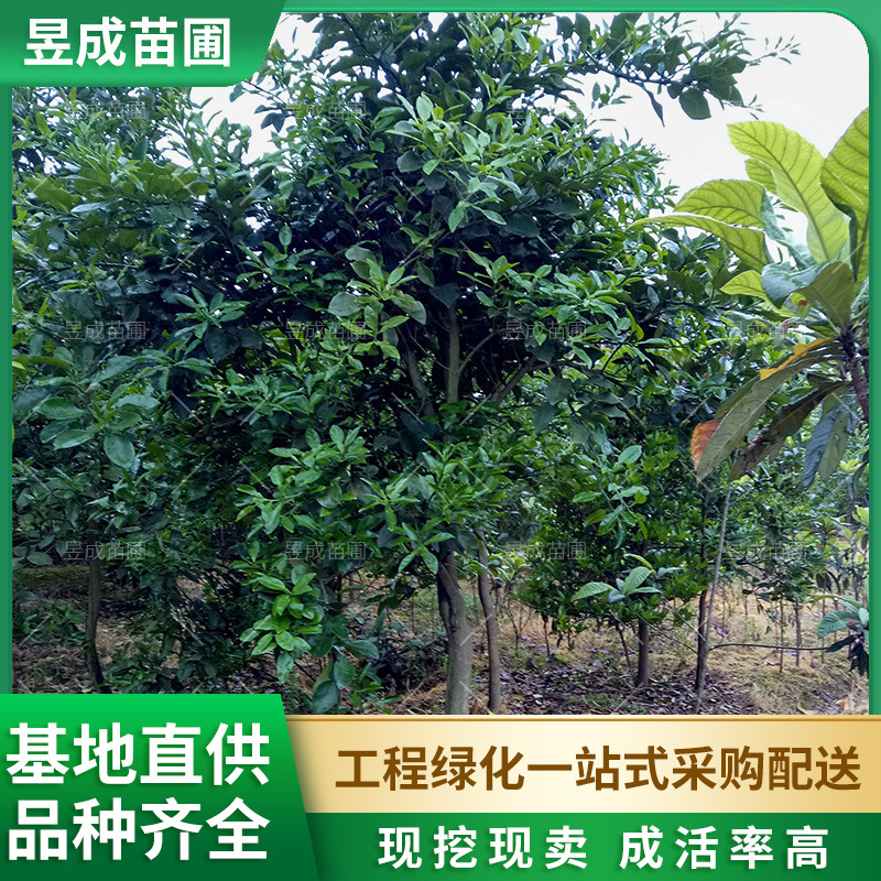 香泡湖南基地直供丛生香泡冠幅2-3米绿化乔木庭院景观绿植香泡树