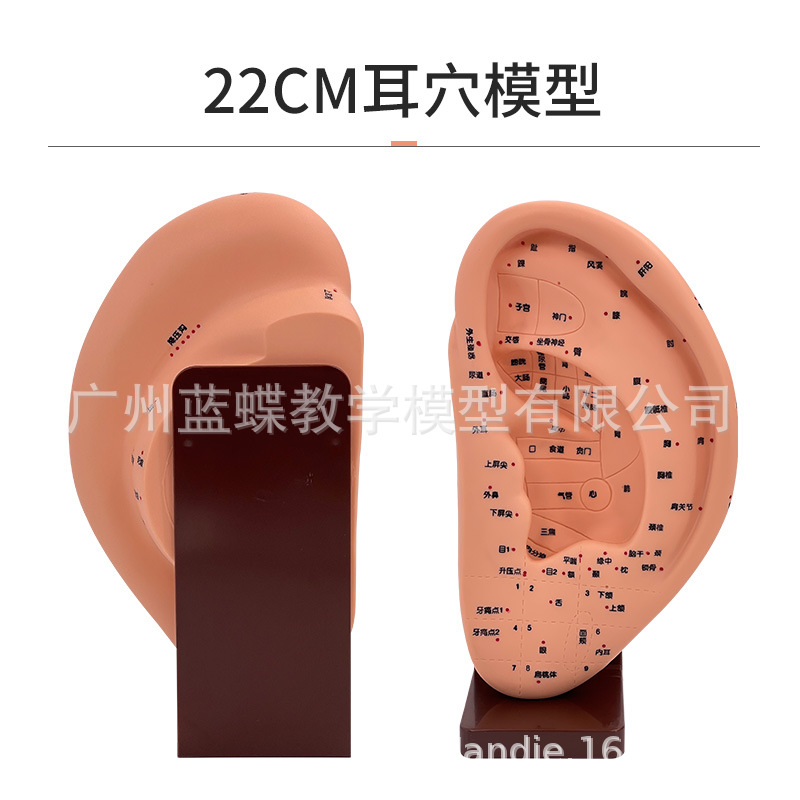 22CM ���Ͷ�ģ��/����Ħģ��/����������Ѩλ/��Ѩģ�Ͷ����е���