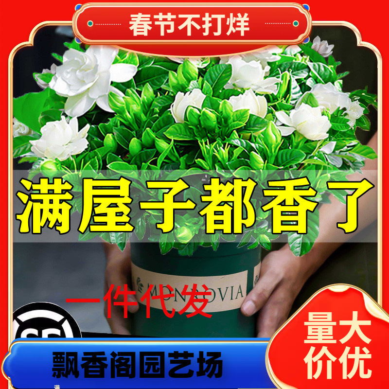 Dropshipping Gardenia Potted Flower Plant Indoor Green Radish Basket Balcony Hydroponic Green Plant Jasmine Good for All Seasons Dropshipping Gardenia Potted Flower Plant Indoor Green Radish Basket Balcony Hydroponic Green Plant Jasmine Good for All Seasons