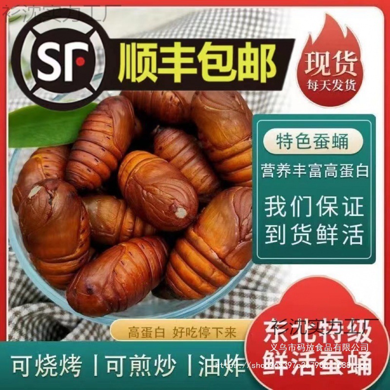 辽宁鲜活柞黑蚕蛹黄蚕蛹新鲜食用黄蝉蛹东北茧蛹批发产商用家用