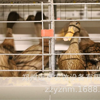 蛋鸭养殖自动化设备 贵州黔东南蛋鸭笼养设备制造商 H型蛋鸭笼养