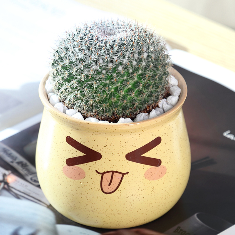 대형 옥병 직경 5.5-7cm (황마카 수줍은 세라믹 세면대)