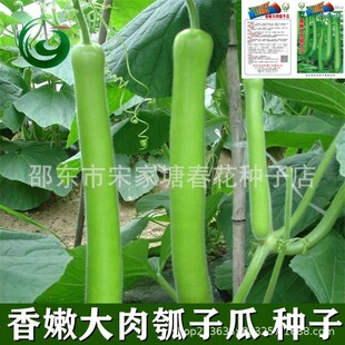 ���۴�����ӹϷN���L���߲˷N��ˮ�ϰ׹ϱ��������J�N��