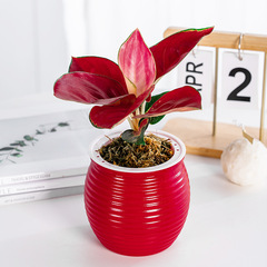 デスクトップ怠け者自己吸水植木鉢透明旋紋カラー胡蝶蘭厚手樹脂緑羅水培植物植木鉢