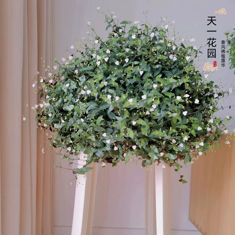 Свадебные подвесные орхидеи в горшках, рассада цветов, подвесные комнатные зеленые растения, цветы, поглощающие формальдегид круглый год, вечнозеленые подвесные орхидеи