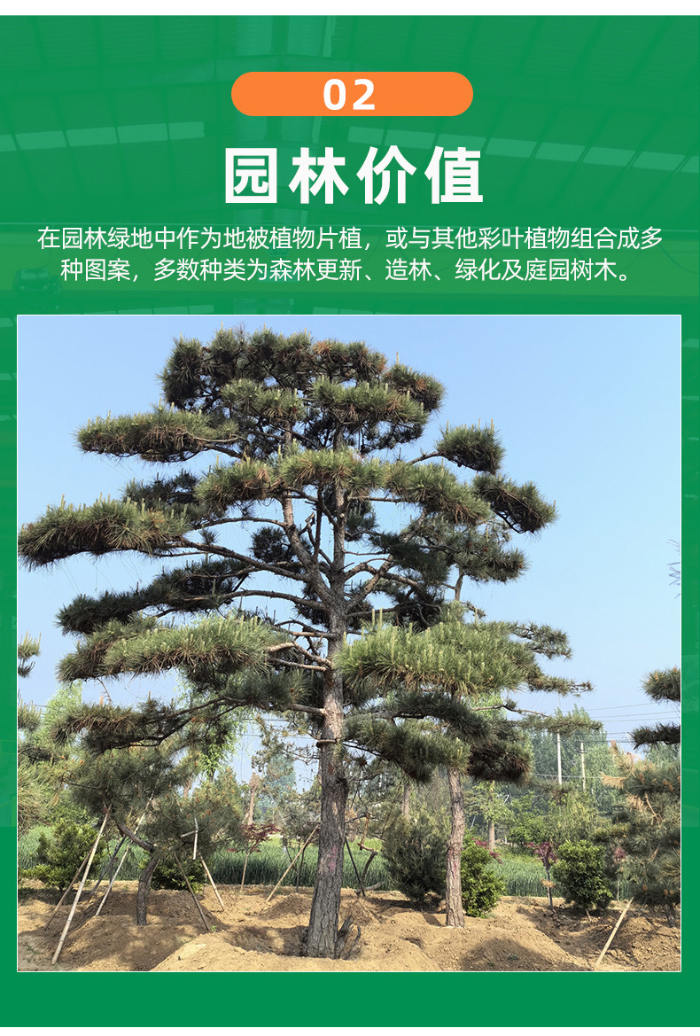 园林直供造型松树3---6米大型景观松 别墅庭院地栽盆景迎客松-阿里巴巴