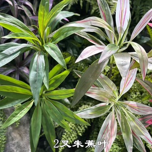 ����Gֲ���F�~���^��ˇ�b� 2���콶�~���g�OӋܛ�b��ꐾGֲ���l