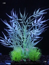 ���]��ɫ���ϲ��~���쾰ˮ�����b�Ʒҹ��ˮ�ݸײ����ɹ�ֲ��