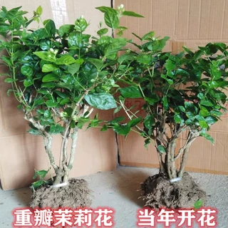 正宗横县重瓣茉莉花树苗盆栽老桩庭院阳台浓香四季开花卉批发小苗