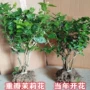 横县盆栽重瓣浓香树苗