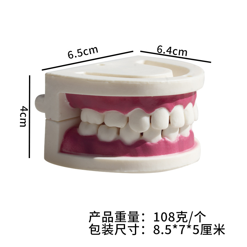 Material de la herramienta de práctica dental de belleza Ejercicio dental Modelo dental de resina Modelo de práctica de dentadura postiza Modelo dental entre dientes