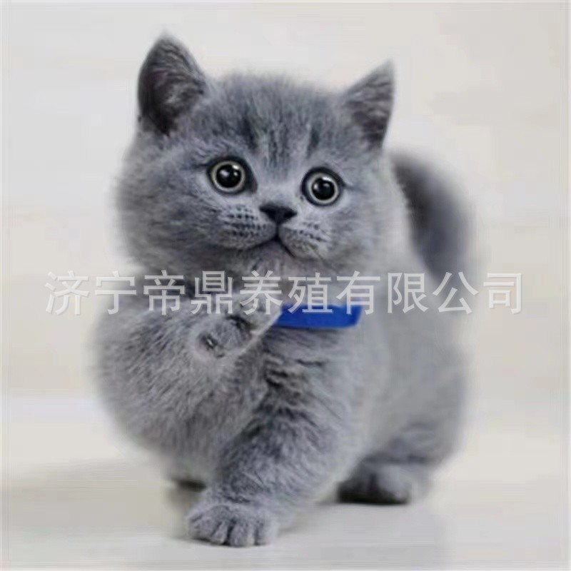 纯种蓝猫幼猫 英国短毛猫 蓝猫活体 英短蓝猫 折耳猫宠物猫咪活体