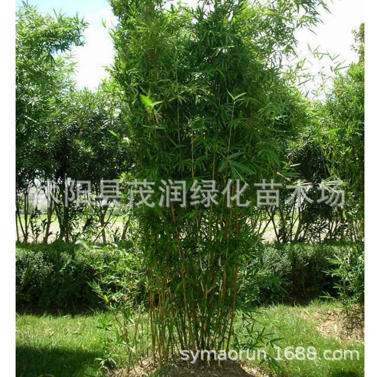 Рассада бамбука Cixiao, посаженная во дворе, комнатное растение в горшке Феникс-хвост бамбуковый кластер бамбук вечнозеленый Зеленый пейзаж бамбук