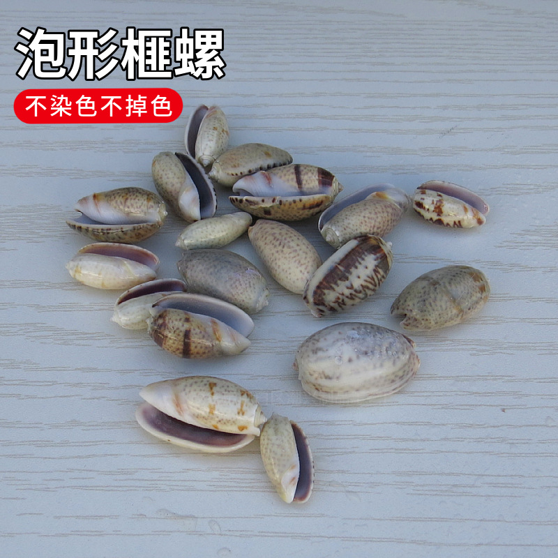 2-4cm natural conch shell Baidao bubble-shaped torreya specimen…