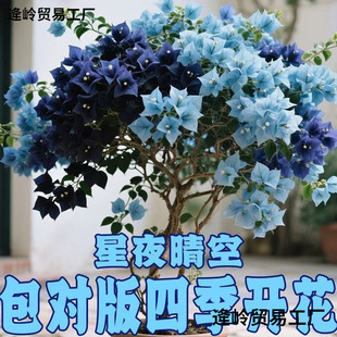 ��ҹ�������÷�ذ��ɫ�ļ����A���B�҃��̨ͥԺ�h֦�͟��ͺ�