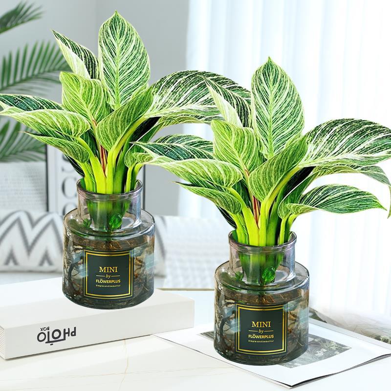 [주인 추천] [화분 2개] 플래티넘 다이아몬드 1(하이넥 그레이 유리병) + 크리스탈