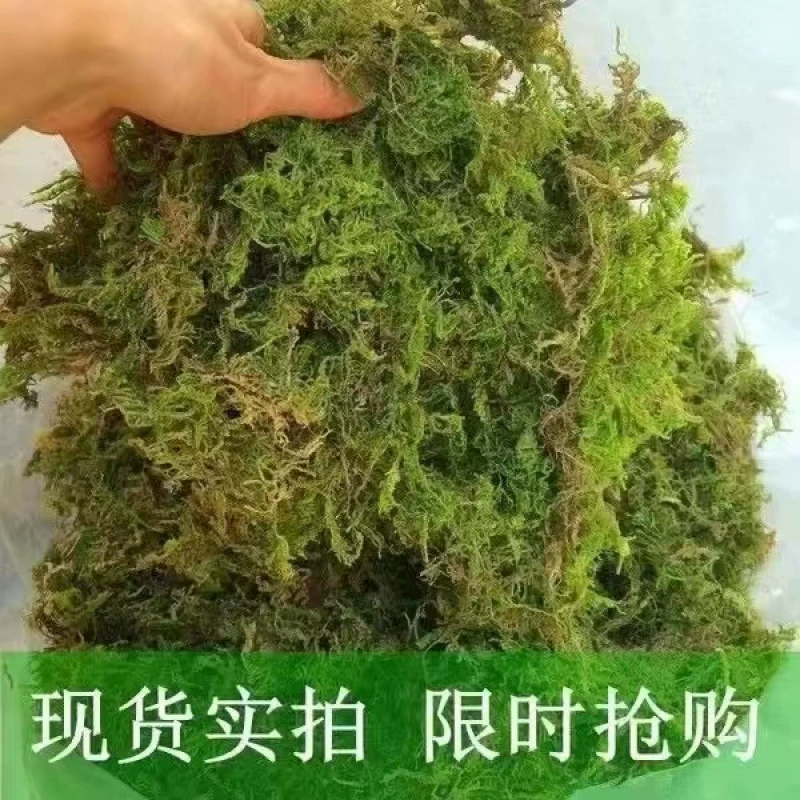 Свежий чистый сухой мох, сфагновый мох, орхидея фаленопсис, моховая орхидея, дендробиум, питательный почвенный мат, мховый коврик для черепах.