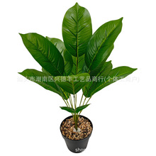 �羳temu ����Gֲ���� �����B���˽�����ֲ���҃��辰��Ƥ�~�b�