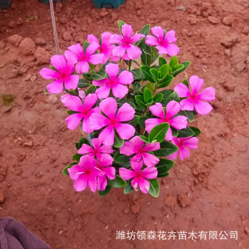 Деревянные клумбы расцветают каждый день, лотки для рассады плющика, сезонные цветы плюща, цветочные поля, цветочные пояса, зеленение клумб.