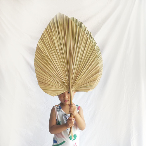 Palm Leaf Fan Manufacturer, Dry Palm Grass Home Wedding Decor Large Palm Fan Palm Leaves Plant Dry Flower Palm Leaf
